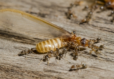 Ants Fighting Termites