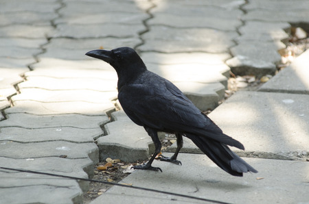 Thailand, Bangkok, Bangkok zoo, black crow (Corvus frugilegus)