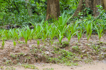 Green grass backgroundの写真素材