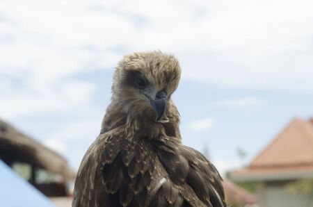 Falco, single female on post