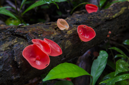 Mushroom Champagne in forestの写真素材