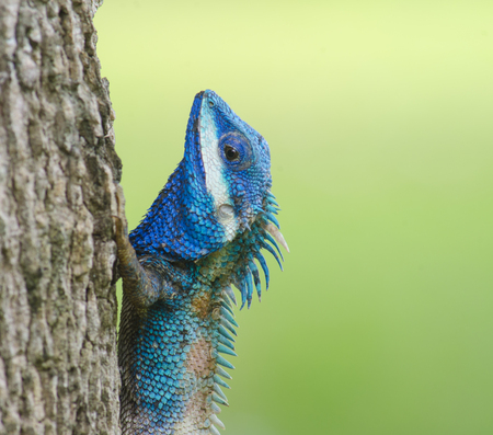 Blue Lizard with big eyes in closed up details, like small reptile with nice details on its painted...