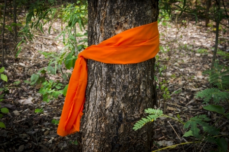 Conservation tree by tree ordination.の写真素材