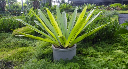 Beautiful autumn flowersの写真素材