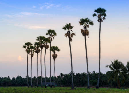 palm trees on the background of a beautiful sunset