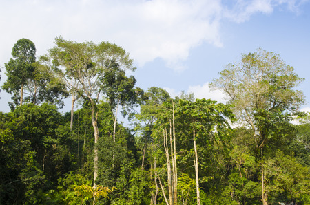 Amazon jungle tree