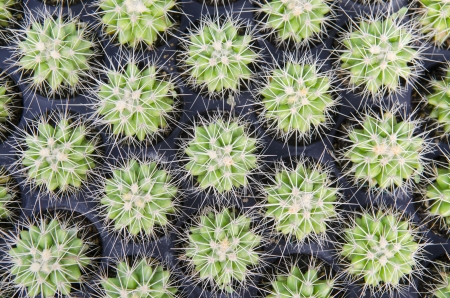 Group of Cactusの写真素材