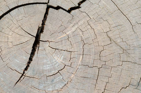 cracked wood board texture 