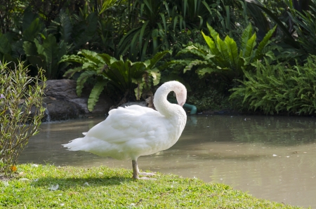 white geese in a villageの写真素材