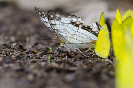 many yellow butterfly on the ground in the forestの写真素材