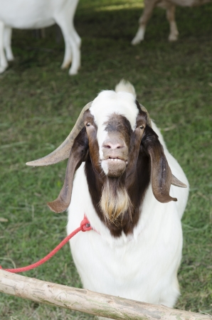 Portrait of a funny goat looking to cameraの写真素材