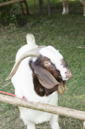 Closeup portrait of a goat, outside in a courtyardの写真素材