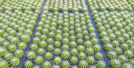 Cactus Plant