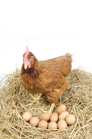 Chicken and their eggs on a white backgroundの写真素材