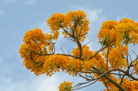Beautiful yellow flower with blue sky