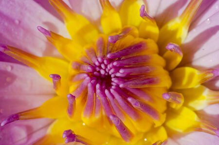 Photo of fresh lotus Beauty in natureの写真素材