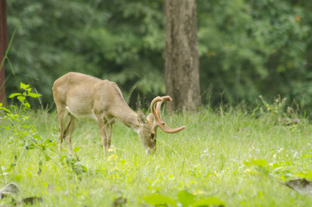 Eld's Deer in the field of natural site at Huai Kha Khaeng Wildlife Sanctuary, Thailandの写真素材