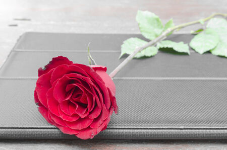 Red roses for someone you love in the Valentine season.の写真素材