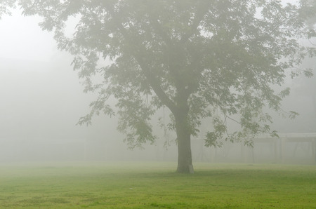Winter scene of leafless trees in fogの写真素材