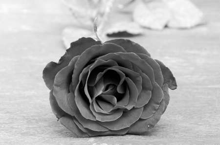 Red roses for  Valentine season. の写真素材