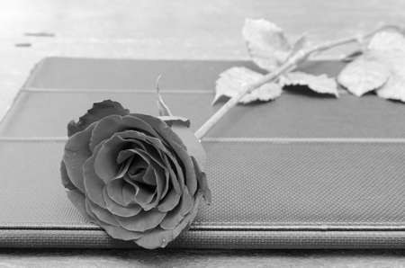 Red roses for  Valentine season. の写真素材