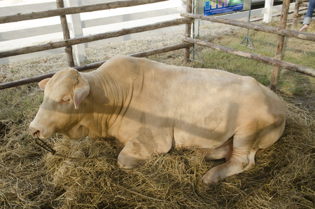 cows at barn stall in farmの写真素材
