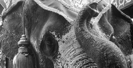 Asian Elephant in black and whiteの写真素材