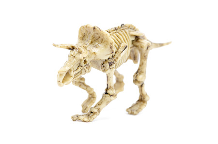 Dinosaur skeleton To science education, isolated on white with clipping pathの写真素材