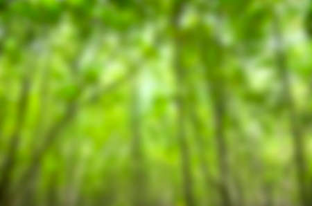 Abstract background in green natureの写真素材