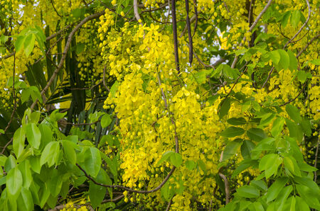 Ratchaphruek, yellow flower in Thailandの写真素材