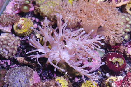 coral