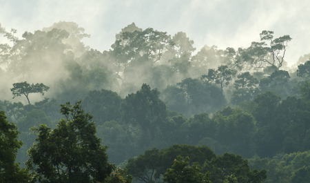deep tropical forest, canopy tree and fogの写真素材
