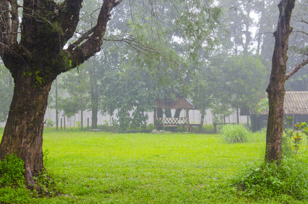 plant in tropical rain forestの写真素材