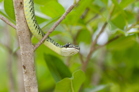 close-up of green mamba snake on tree, tropical forest, Thailand