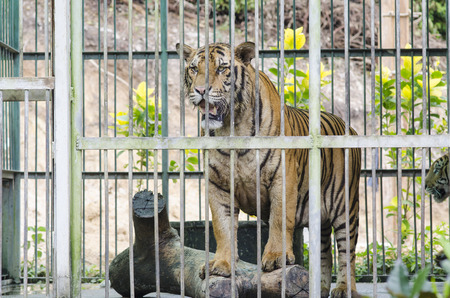 Bengal Tiger in captivityの写真素材