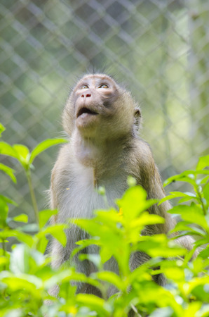 monkey portrait, long tailed macaques