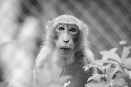 Monkey in black and whiteの写真素材