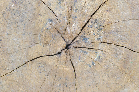 Old Wood Tree Texture Background Patternの写真素材