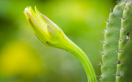 cactus flower in green colourの写真素材