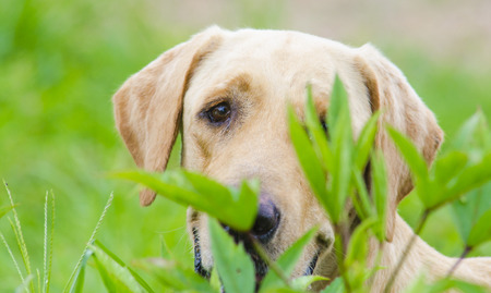 dog on grass