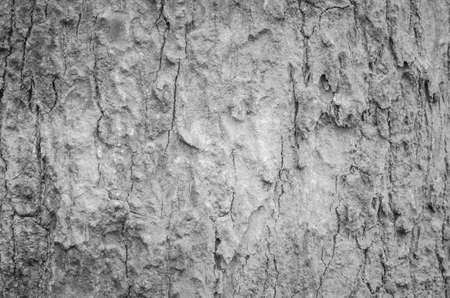 Tree bark textureの写真素材