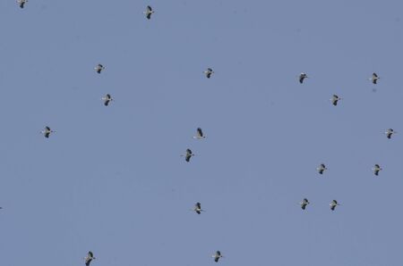 birds in blue sky