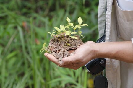 plant seeding