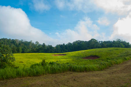field of spring grass and forestの写真素材