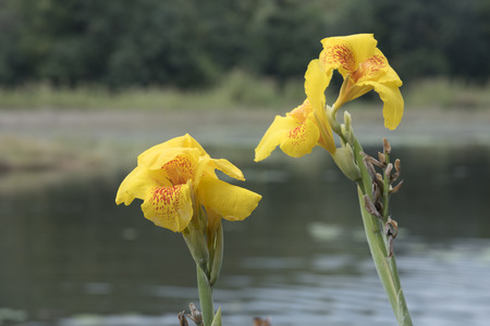 Beautiful flowers on the way to the light of the morning sun .