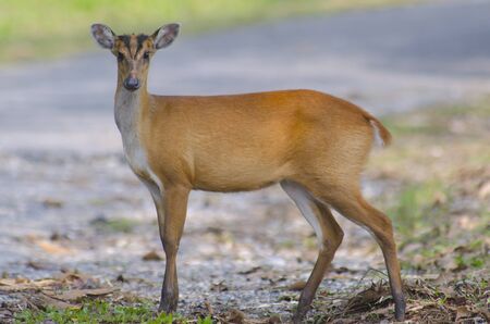 barking deer in Khao Yai National Parkの写真素材