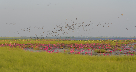 tropical lake landscape with water lily field, Boraphet, Thailandの写真素材