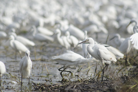 white bitternの写真素材