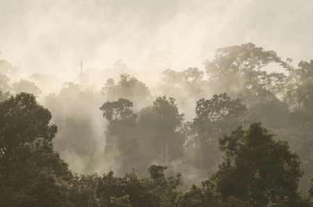Rainforests filled with steam and moisture, Khao Yai National Parkの写真素材