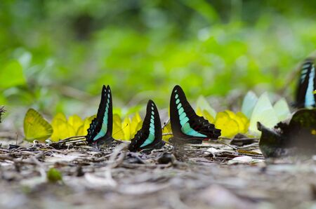 group of butterfly in natureの写真素材